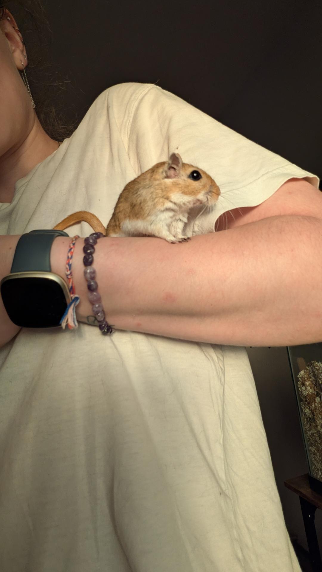 Mojave, ADOPTABLE, Young Female Gerbil.