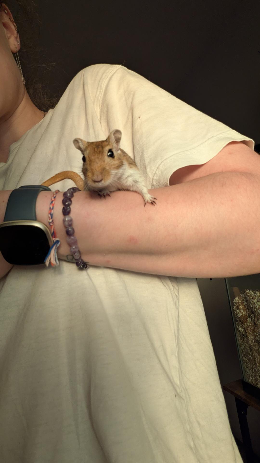 Mojave, a ADOPTABLE Gerbil in Eugene, OR image 3/3