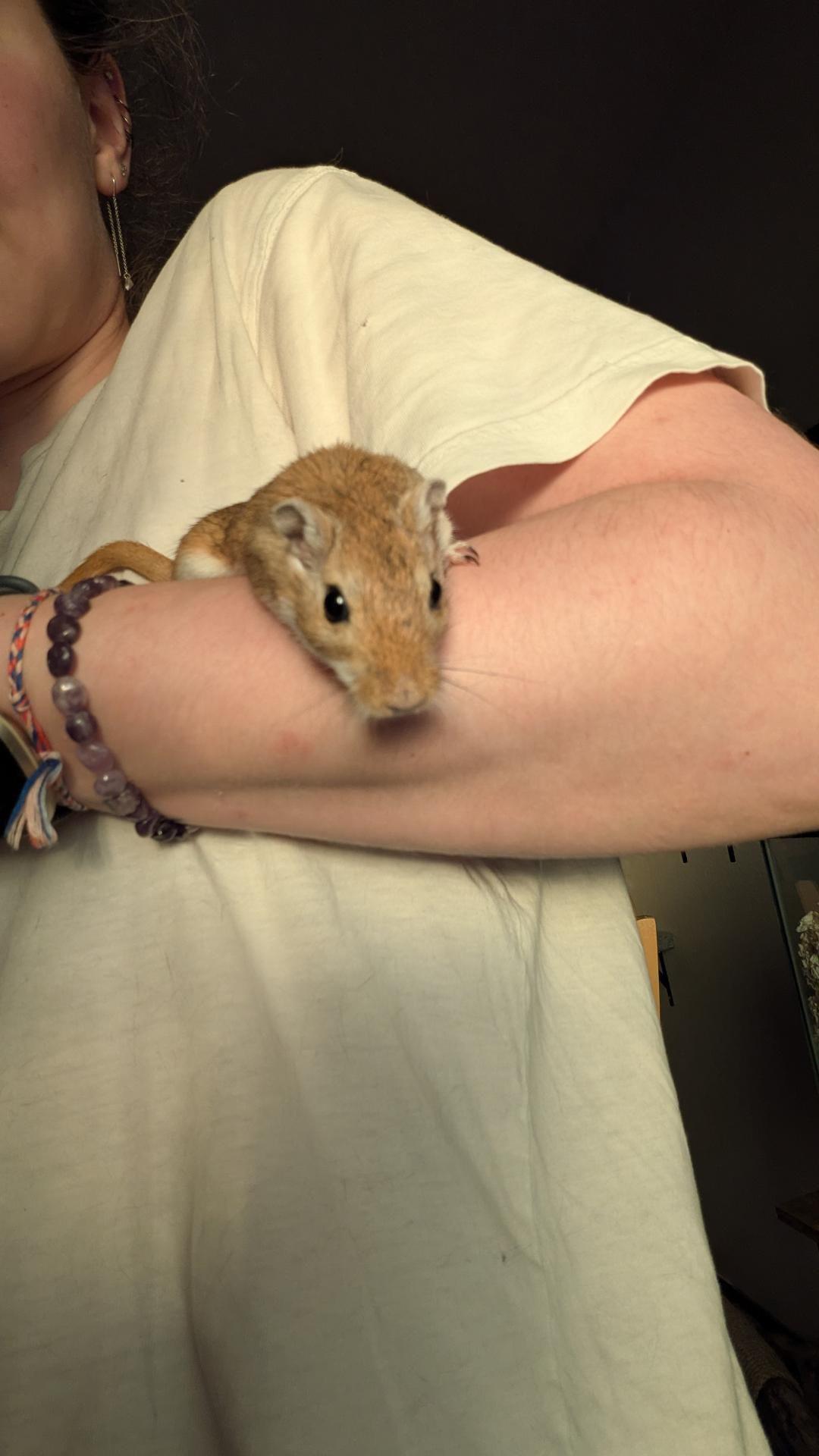 Mojave, a ADOPTABLE Gerbil in Eugene, OR image 2/3