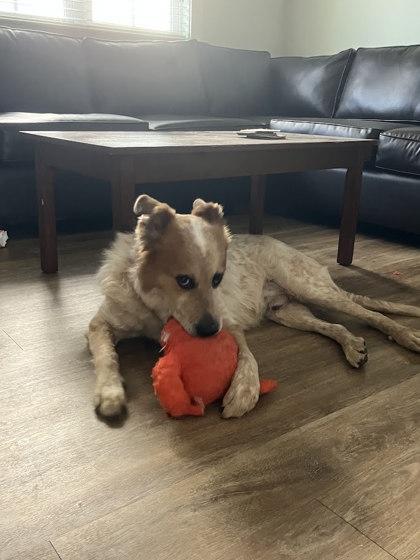 Big Handsome Brad, Adoptable, Adult Male Cattle Dog & Mixed Breed.