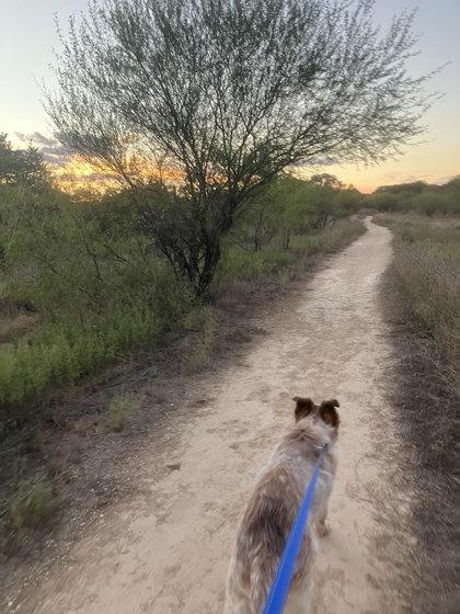 Enlarge Big Handsome Brad, a Adoptable mixed breed in San Marcos, TX image 2/3