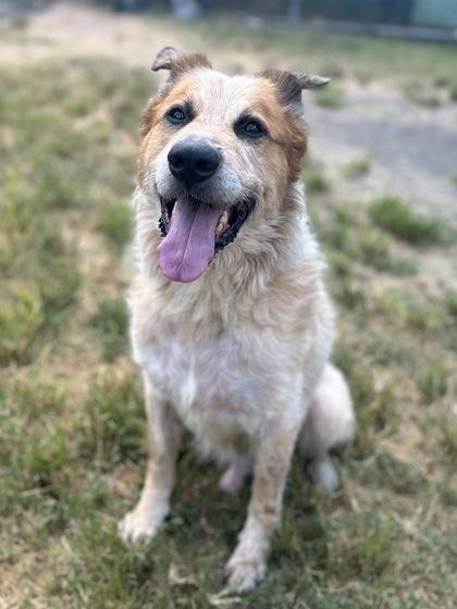 Enlarge Big Handsome Brad, a Adoptable mixed breed in San Marcos, TX image 3/3