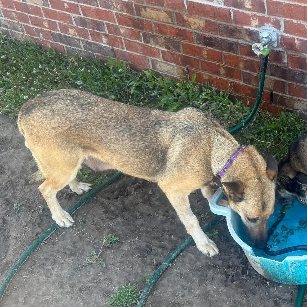 Enlarge Candy, a Adoptable German Shepherd Dog in Tulsa, OK image 2/3