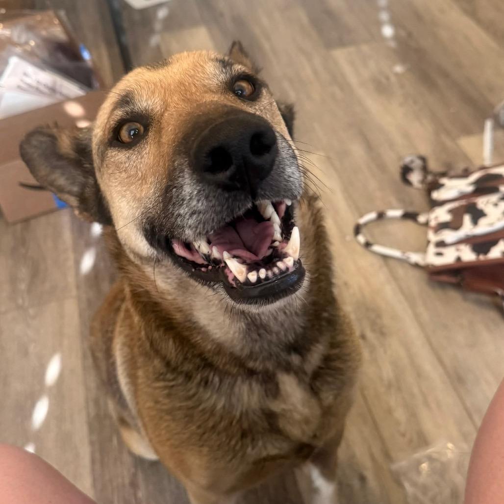 Enlarge Candy, a Adoptable German Shepherd Dog in Tulsa, OK image 3/3