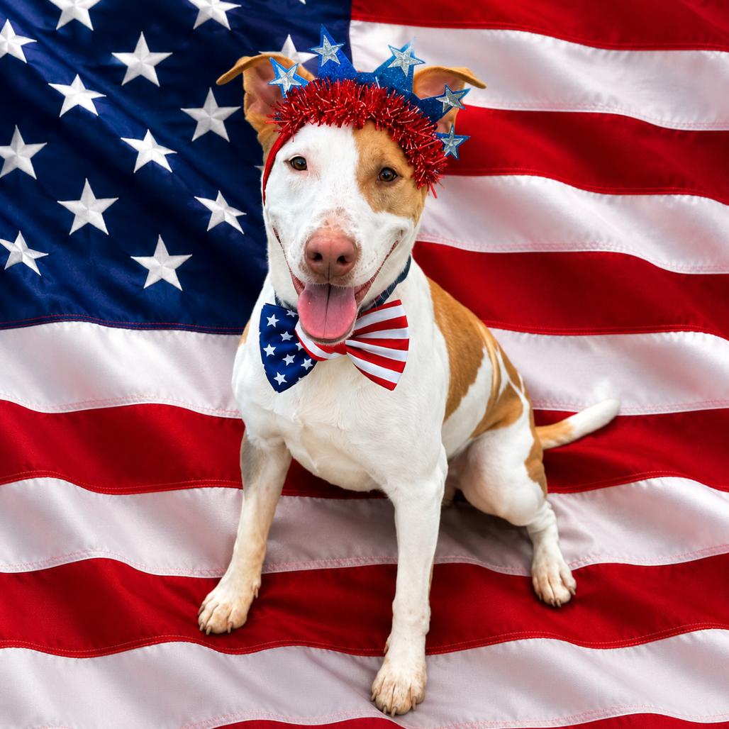 Enlarge Lorenzo, a Adoptable mixed breed in Binghamton, NY image 1/6