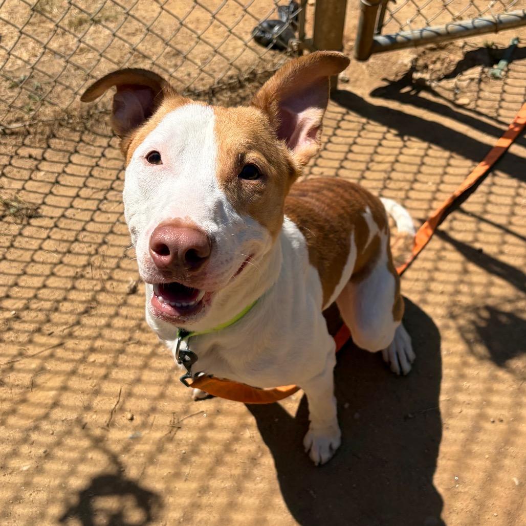 Enlarge Lorenzo, a Adoptable mixed breed in Binghamton, NY image 2/6