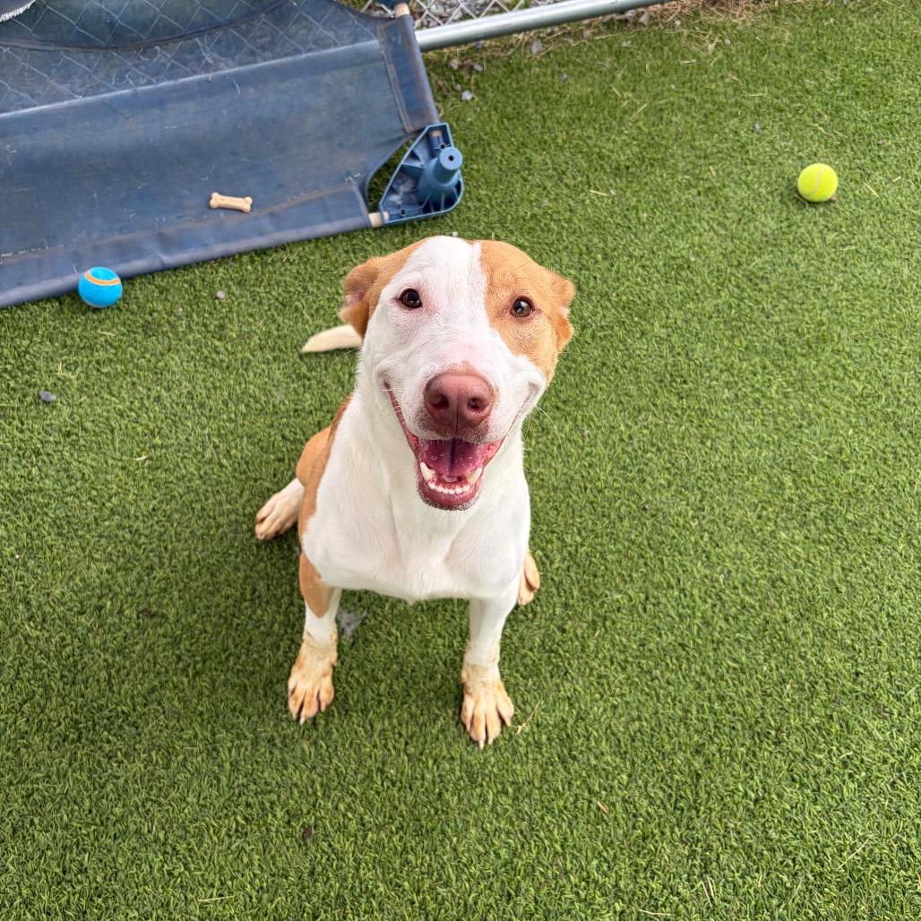 Enlarge Lorenzo, a Adoptable mixed breed in Binghamton, NY image 4/6
