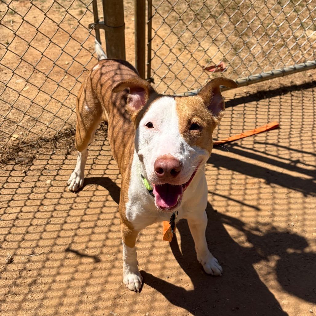Enlarge Lorenzo, a Adoptable mixed breed in Binghamton, NY image 5/6