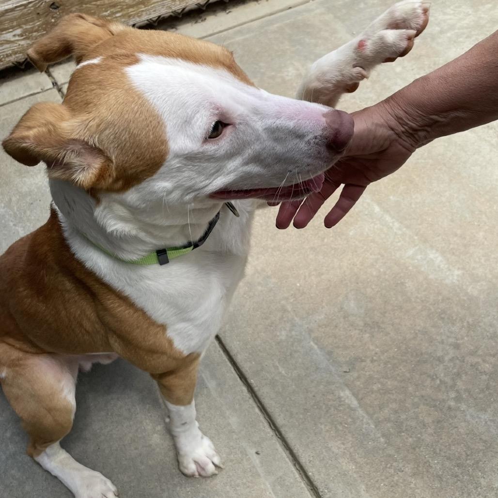 Enlarge Lorenzo, a Adoptable mixed breed in Binghamton, NY image 6/6
