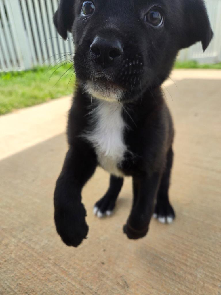 Enlarge Bat, a Adoptable mixed breed in Mount Gilead, NC image 1/5