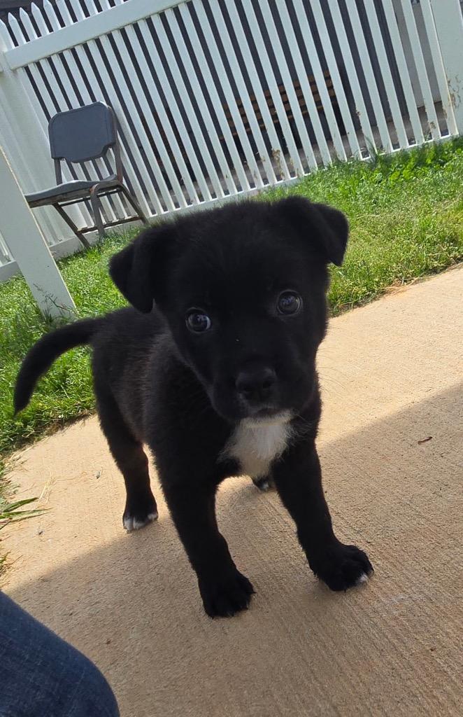Enlarge Bat, a Adoptable mixed breed in Mount Gilead, NC image 2/5