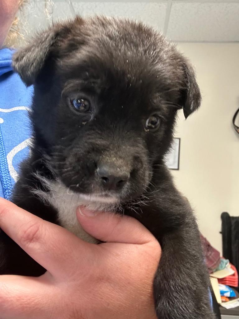 Enlarge Bat, a Adoptable mixed breed in Mount Gilead, NC image 3/5