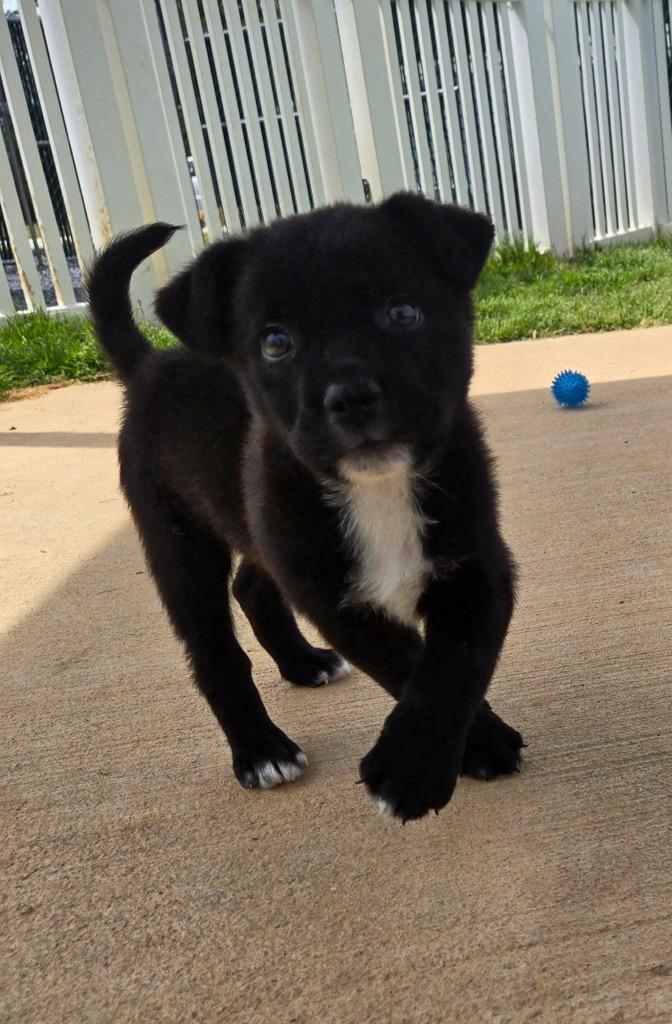 Enlarge Bat, a Adoptable mixed breed in Mount Gilead, NC image 4/5