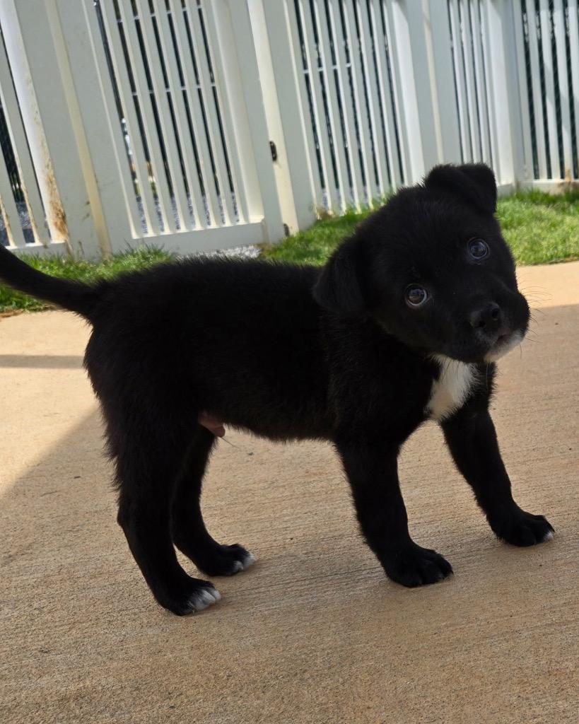 Enlarge Bat, a Adoptable mixed breed in Mount Gilead, NC image 5/5