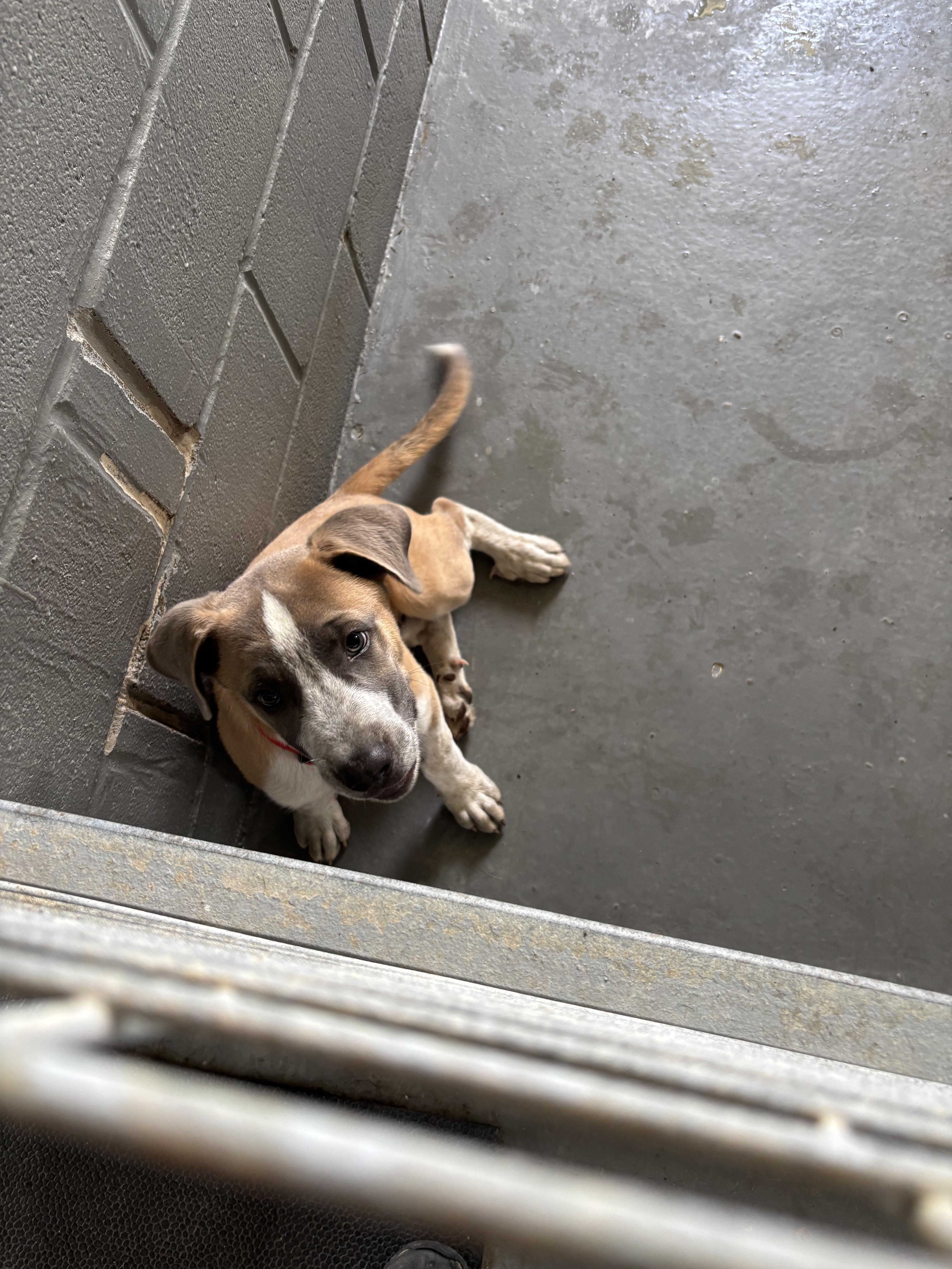 FOUND - Mooch, a ADOPTABLE Mixed Breed in Edna, TX image 2/2