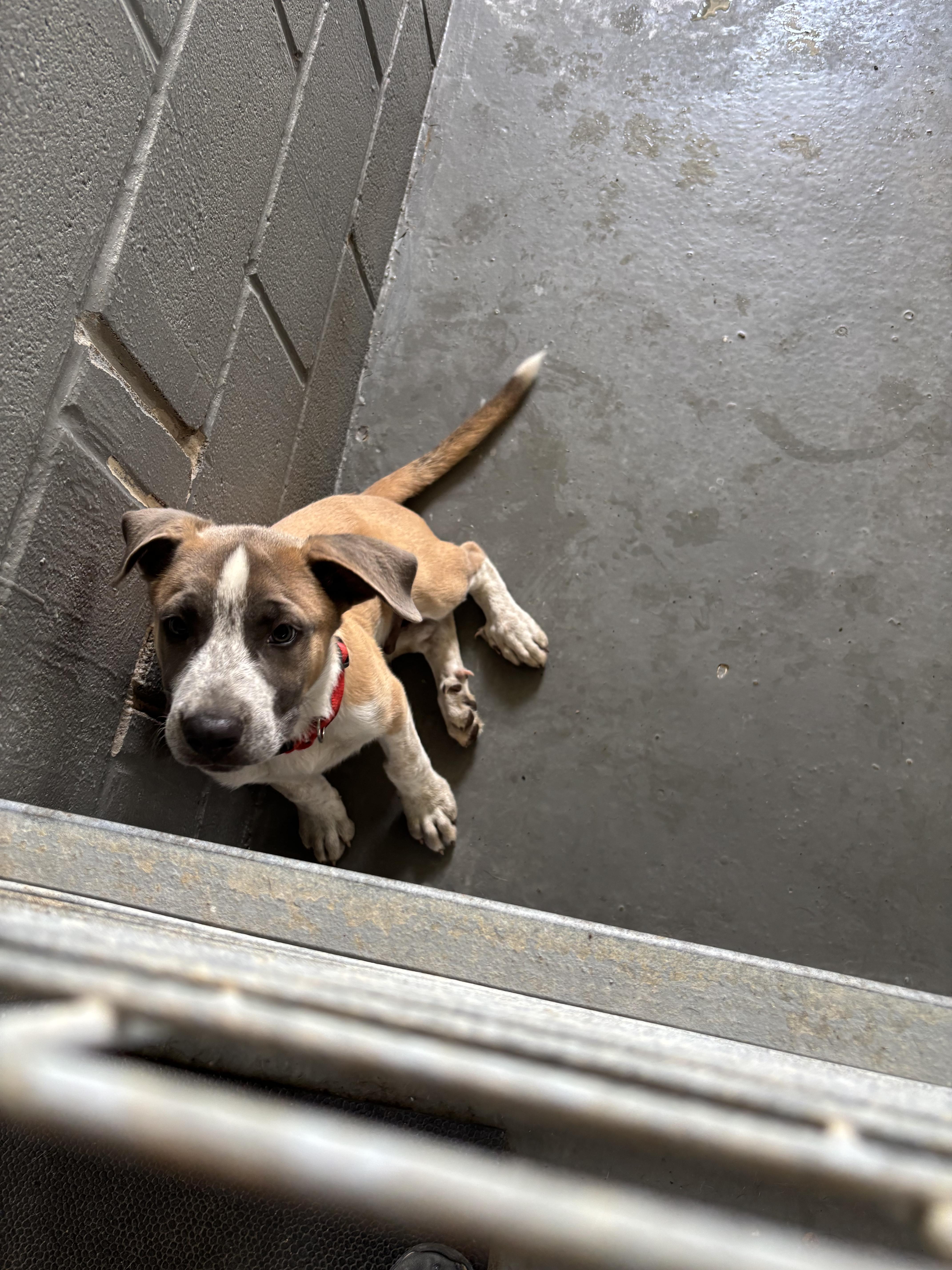FOUND - Mooch, ADOPTABLE, Young Male Mixed Breed.