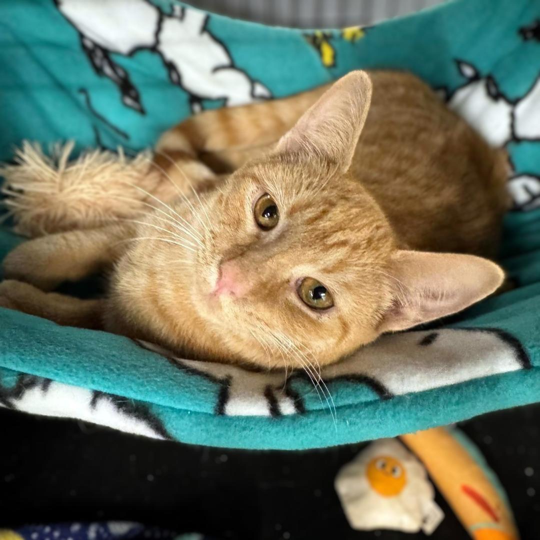 Enlarge Pecan & Squash, a Adoptable Domestic Short Hair in Pittsburgh, PA image 5/5