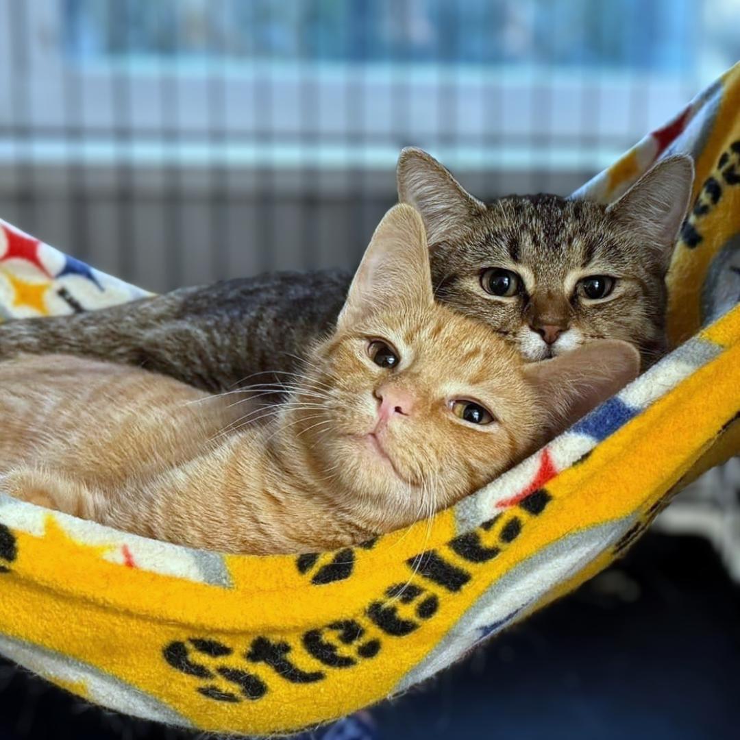 Enlarge Pecan & Squash, a Adoptable Domestic Short Hair in Pittsburgh, PA image 4/5