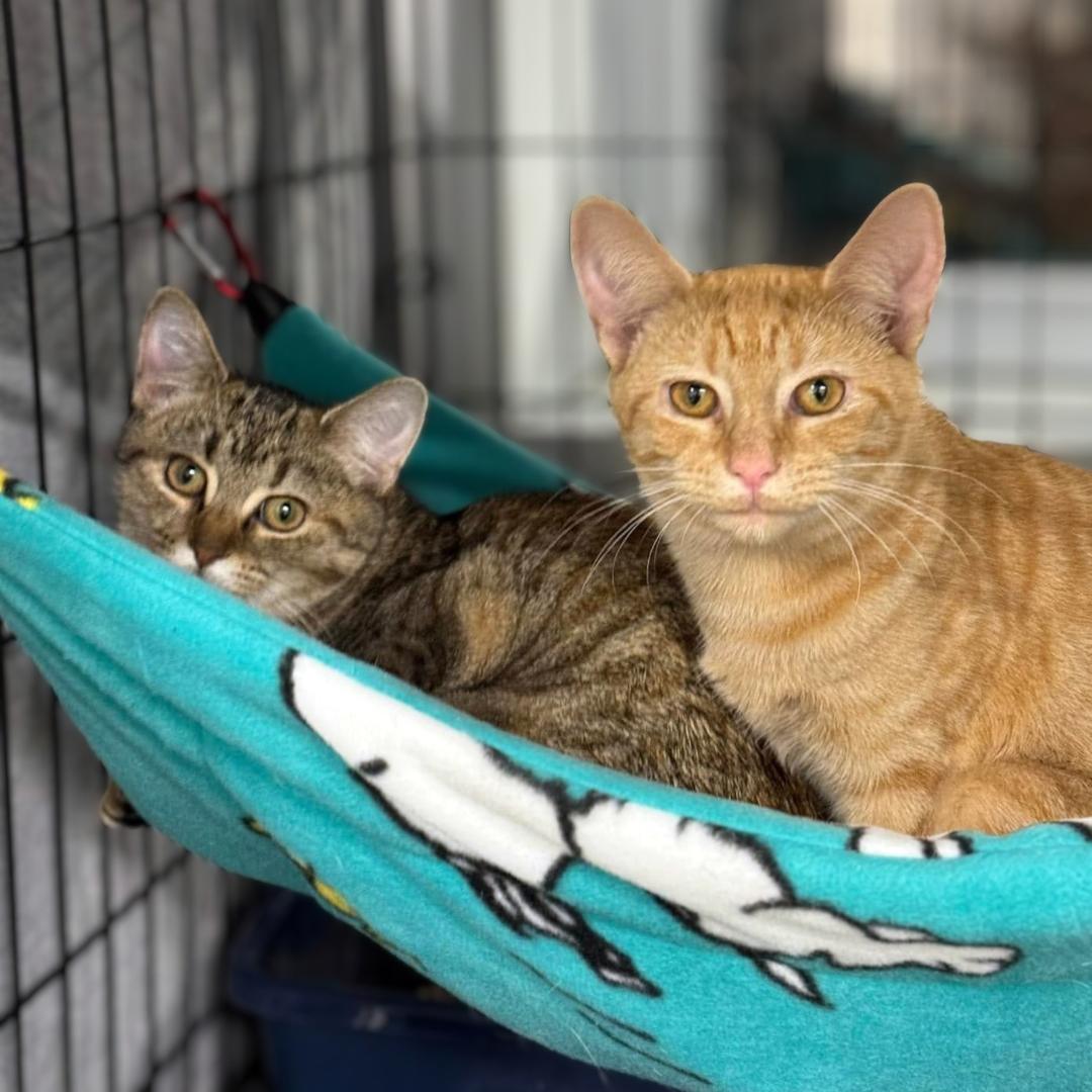 Enlarge Pecan & Squash, a Adoptable Domestic Short Hair in Pittsburgh, PA image 1/5