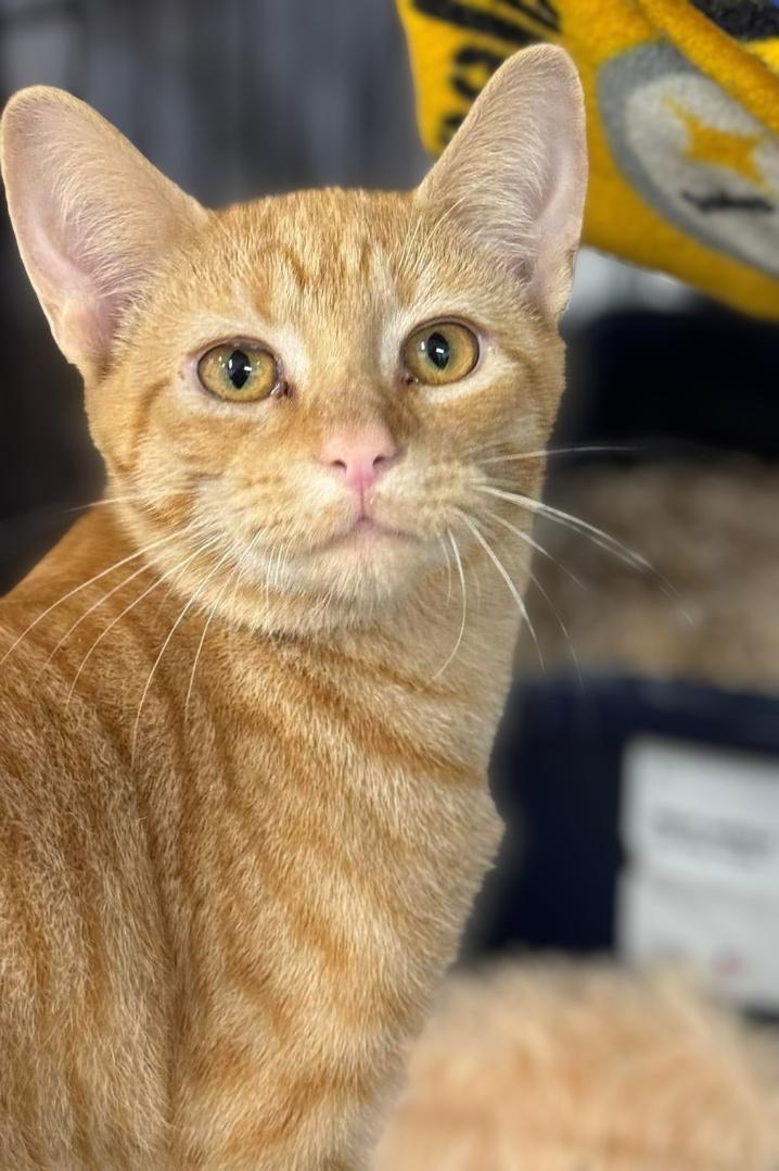 Enlarge Pecan & Squash, a Adoptable Domestic Short Hair in Pittsburgh, PA image 2/5