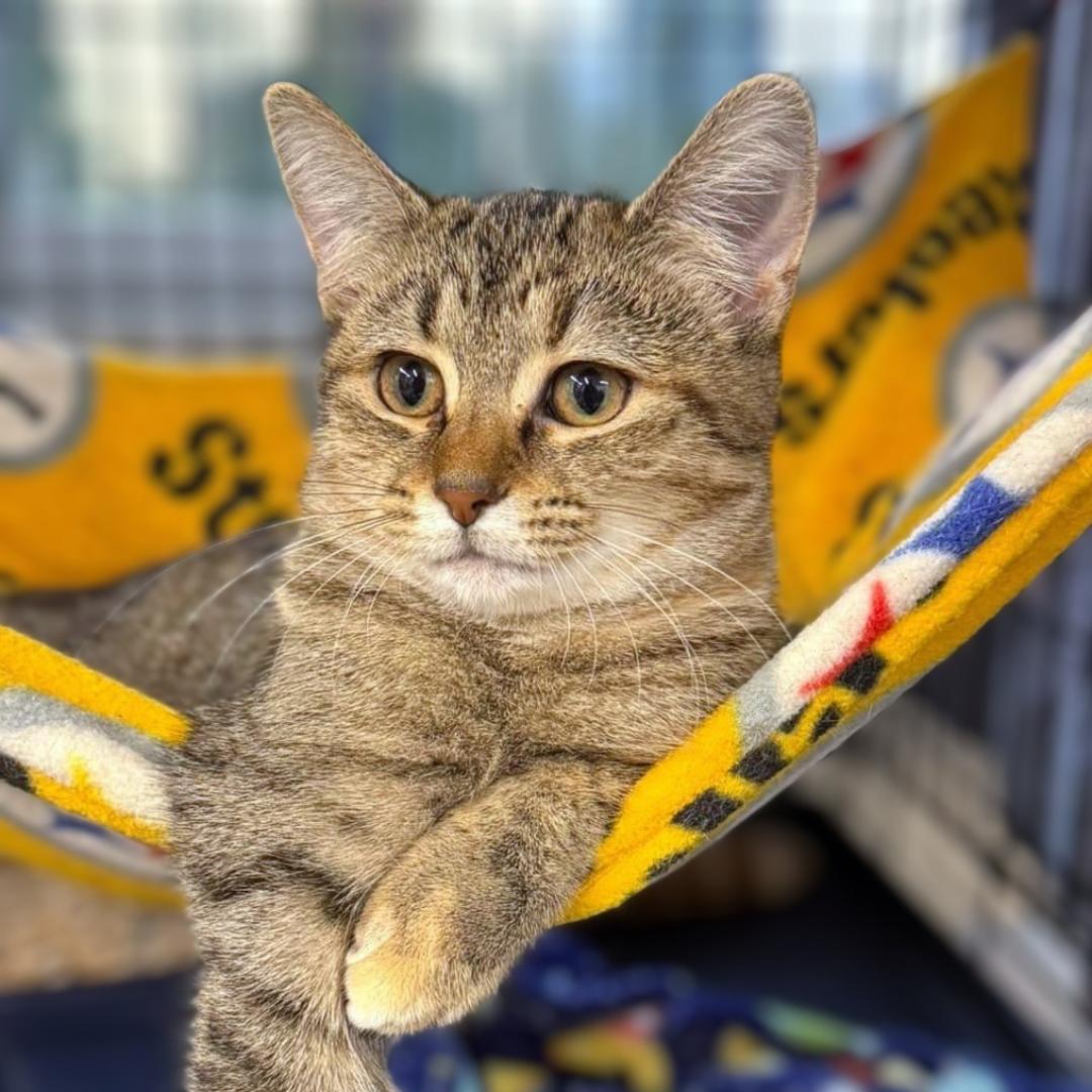 Enlarge Pecan & Squash, a Adoptable Domestic Short Hair in Pittsburgh, PA image 3/5
