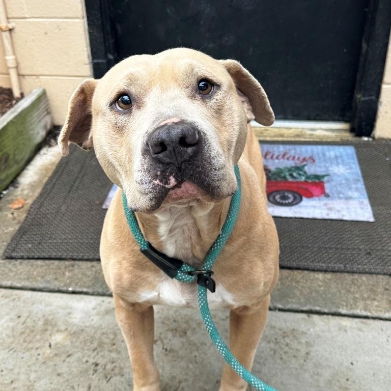 Davis, handsome, calm, sweet Yellow Lab boy !