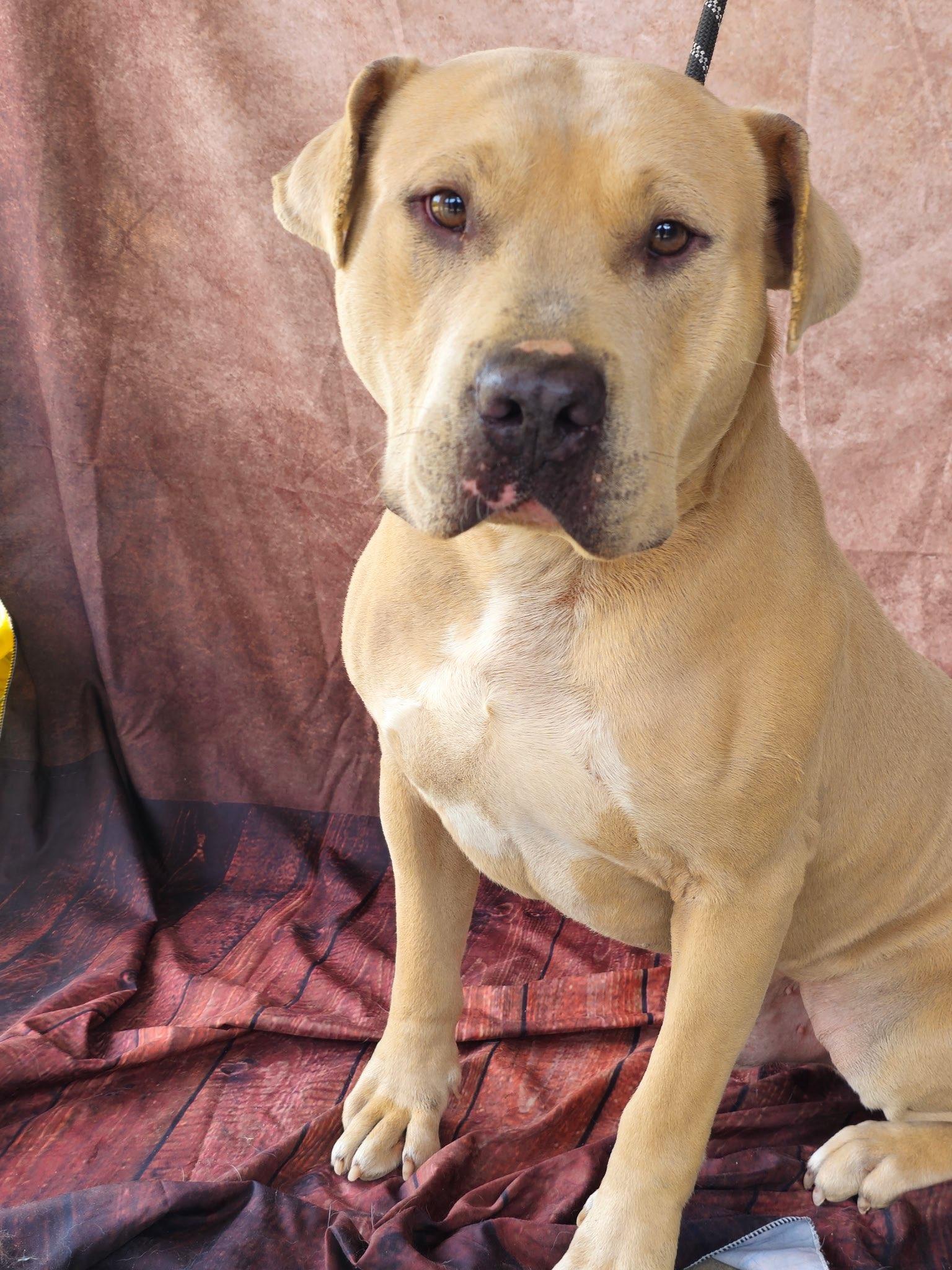 Davis, handsome, calm, sweet Yellow Lab boy !