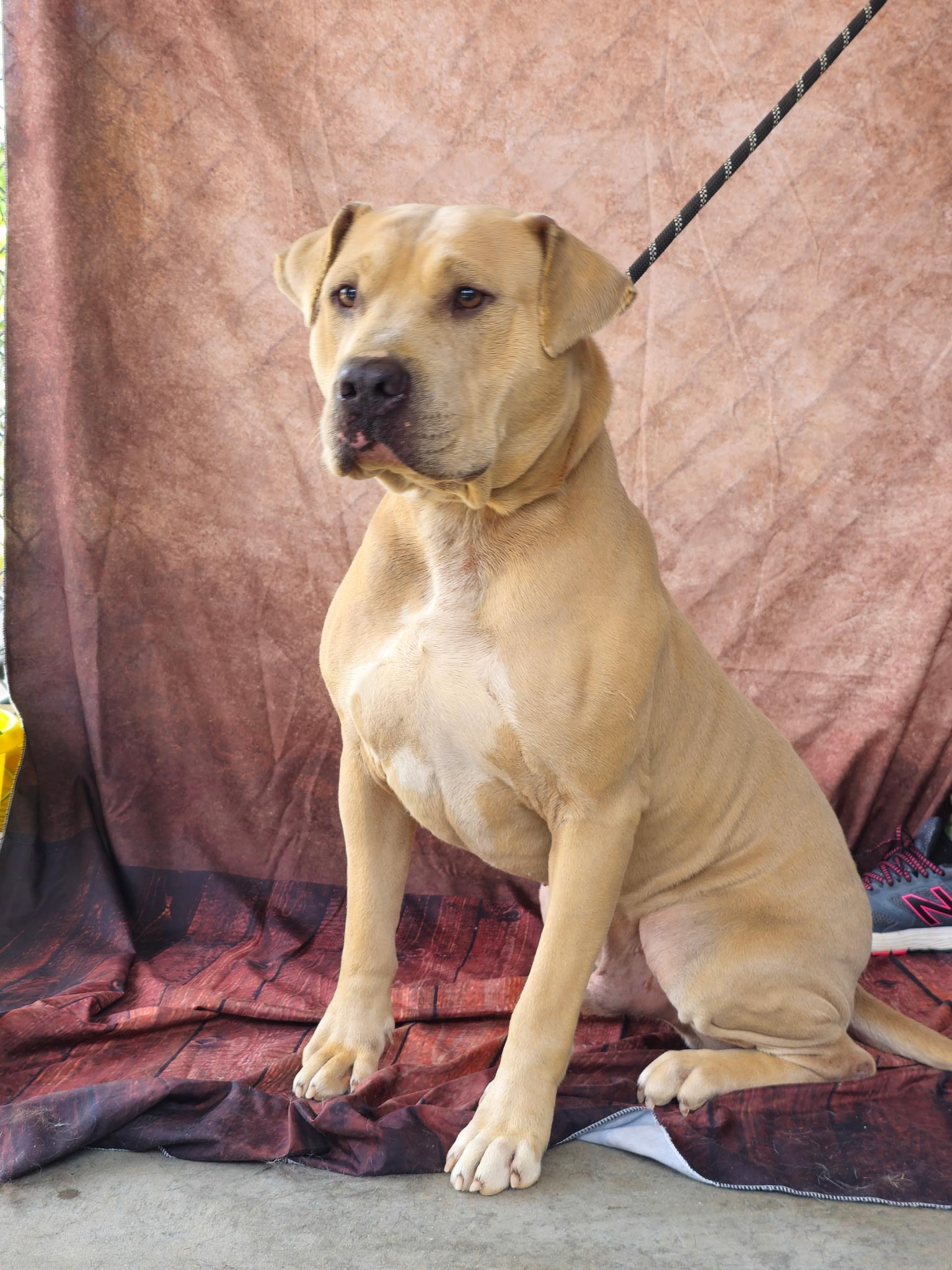 Davis, handsome, calm, sweet Yellow Lab boy !