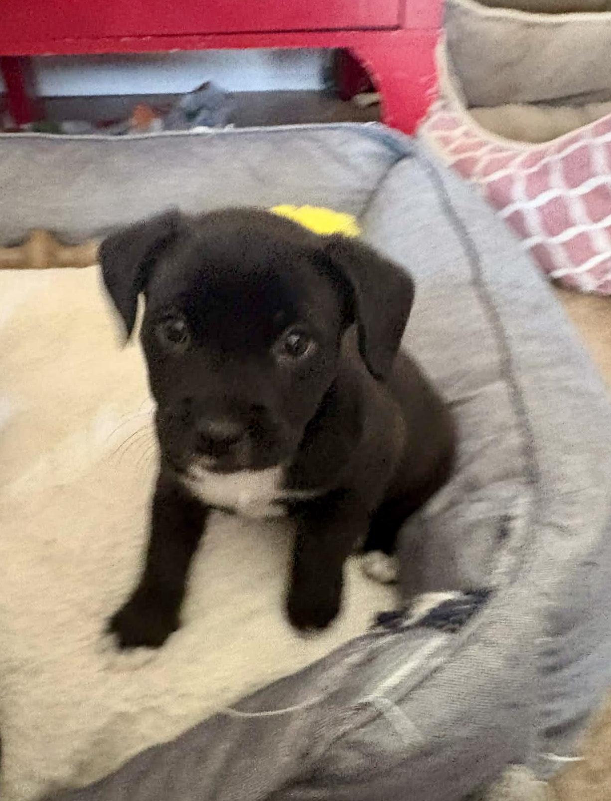 Enlarge Hazel, a Adoptable mixed breed in O'Fallon, MO image 3/5