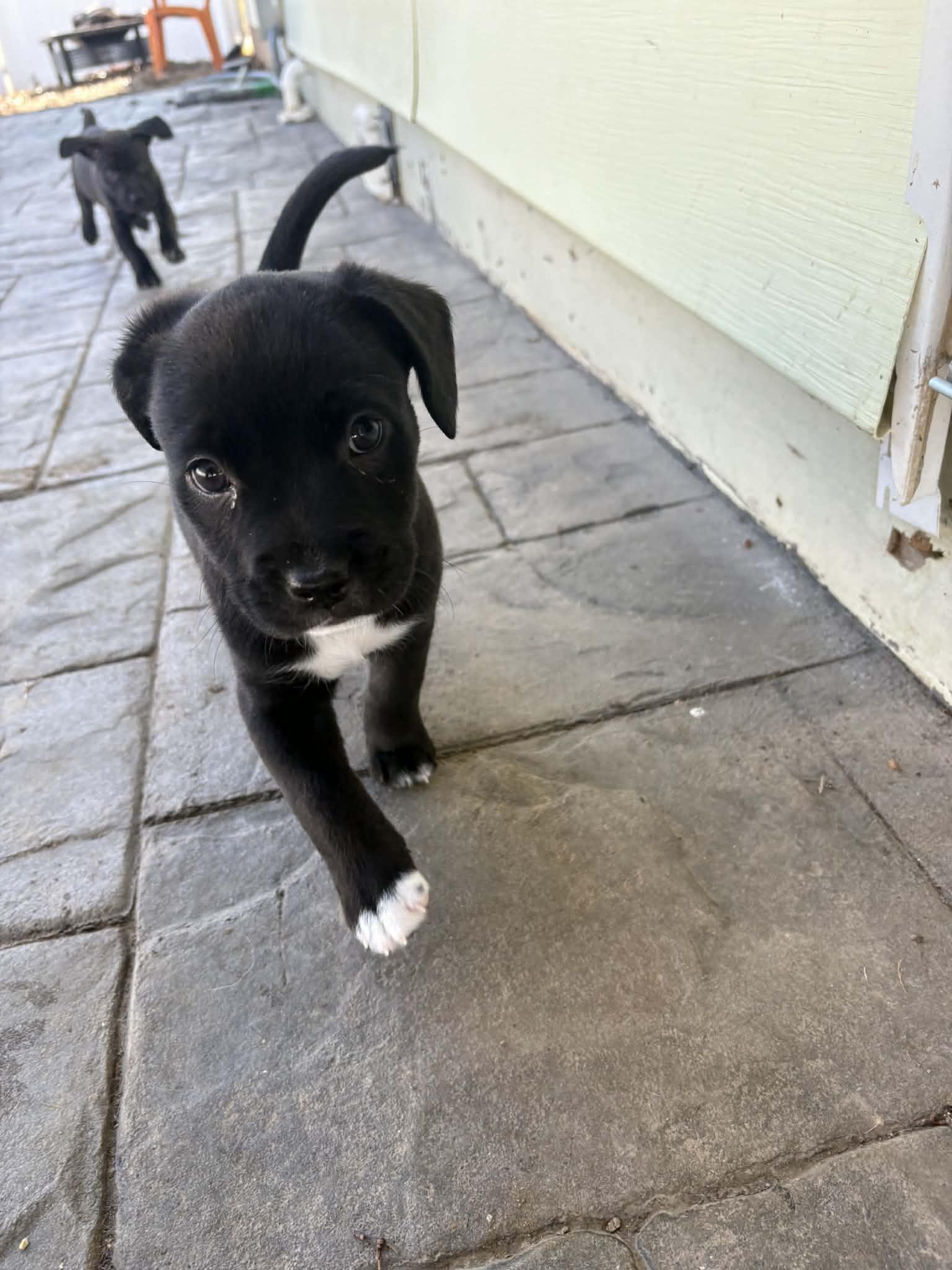 Enlarge Hazel, a Adoptable mixed breed in O'Fallon, MO image 2/5