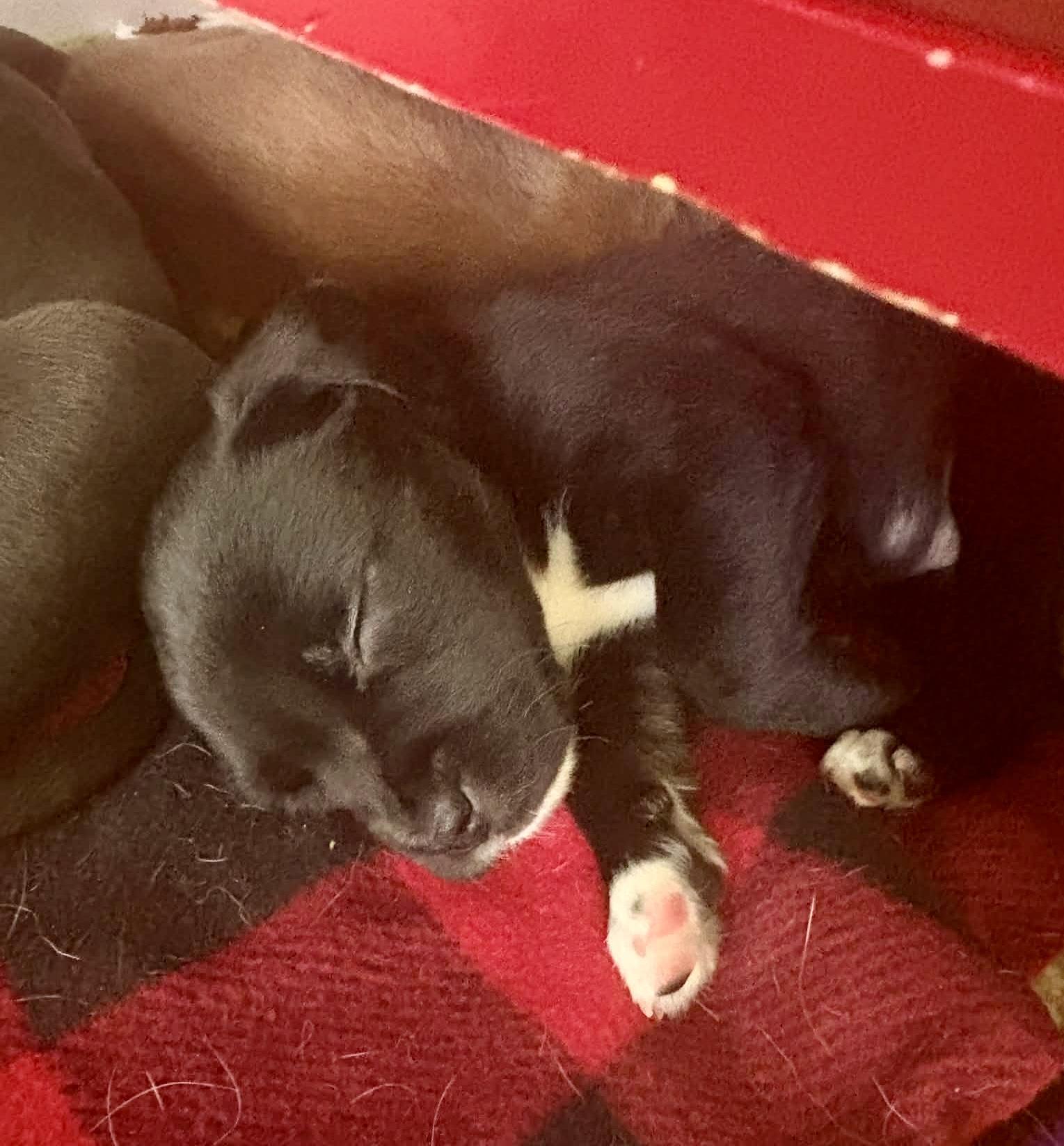 Enlarge Hazel, a Adoptable mixed breed in O'Fallon, MO image 5/5