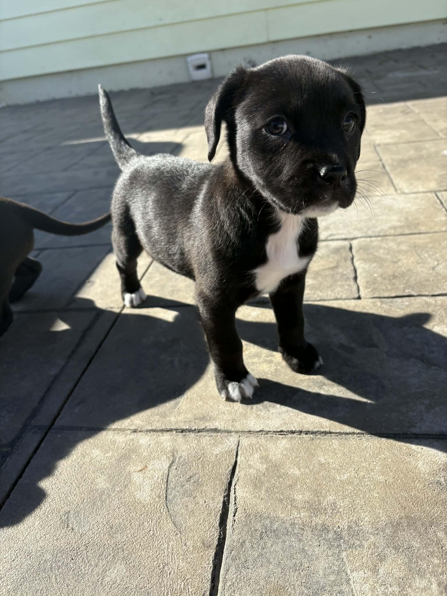 Enlarge Hazel, a Adoptable mixed breed in O'Fallon, MO image 1/5