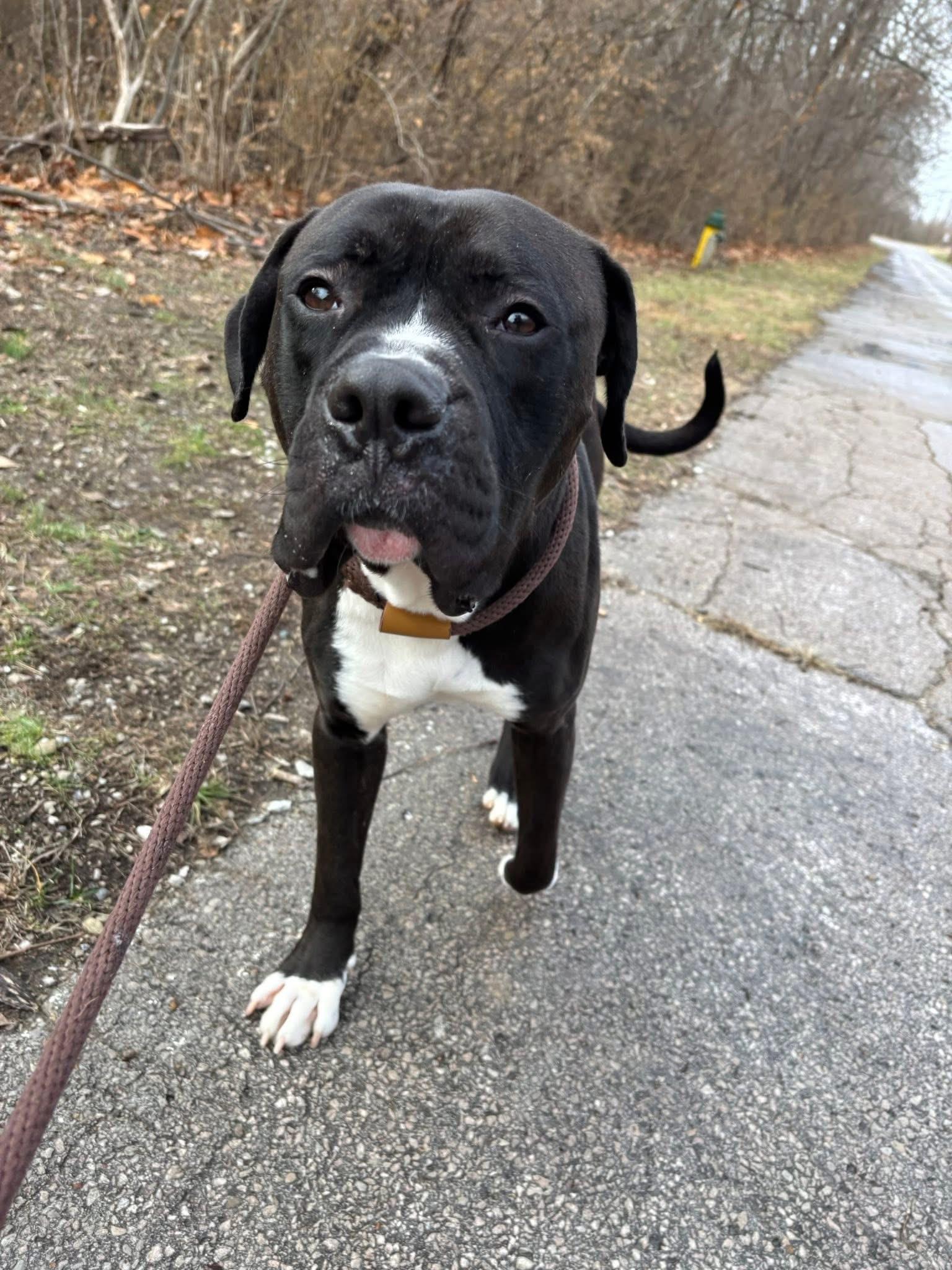 Enlarge Duke, a Adoptable mixed breed in Saint Charles, MO image 2/4