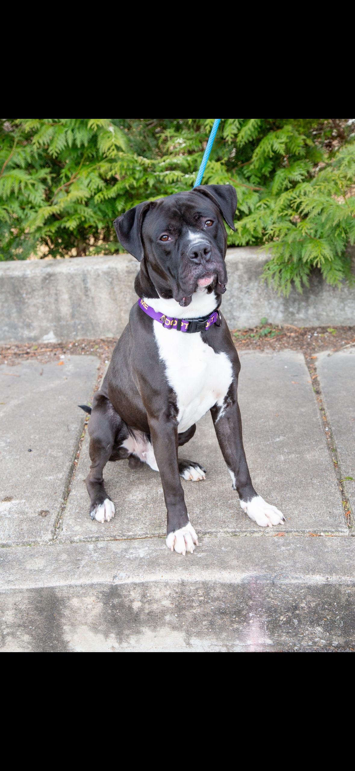 Enlarge Duke, an adopted mixed breed in Saint Charles, MO image 1/5