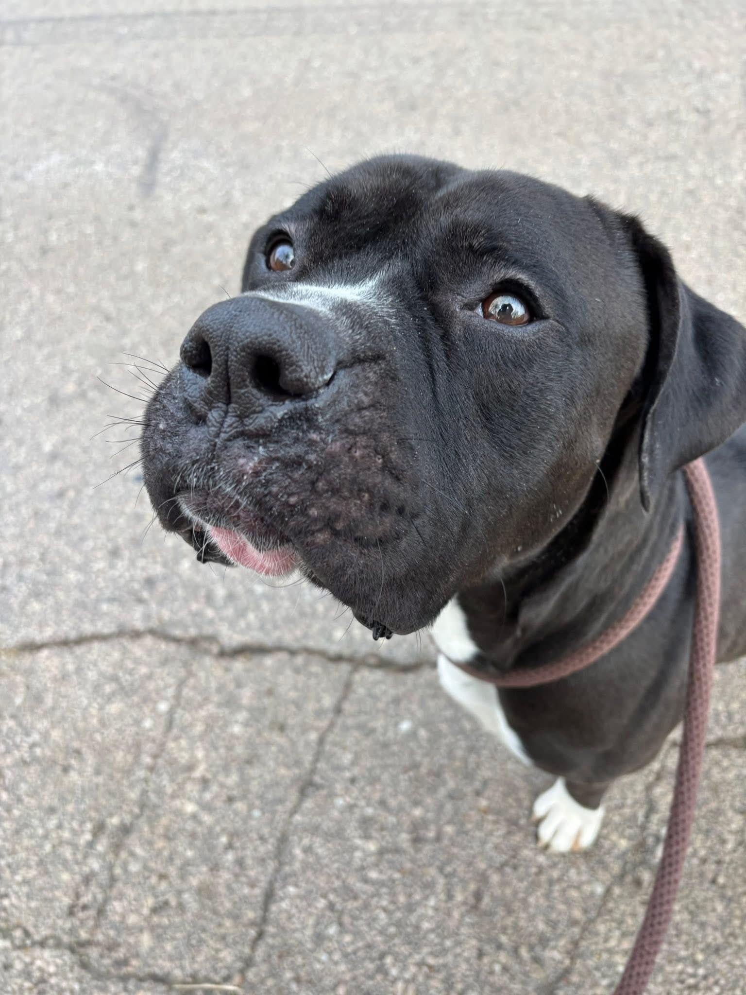 Duke, Adoptable, Adult Male Staffordshire Bull Terrier & Boxer.