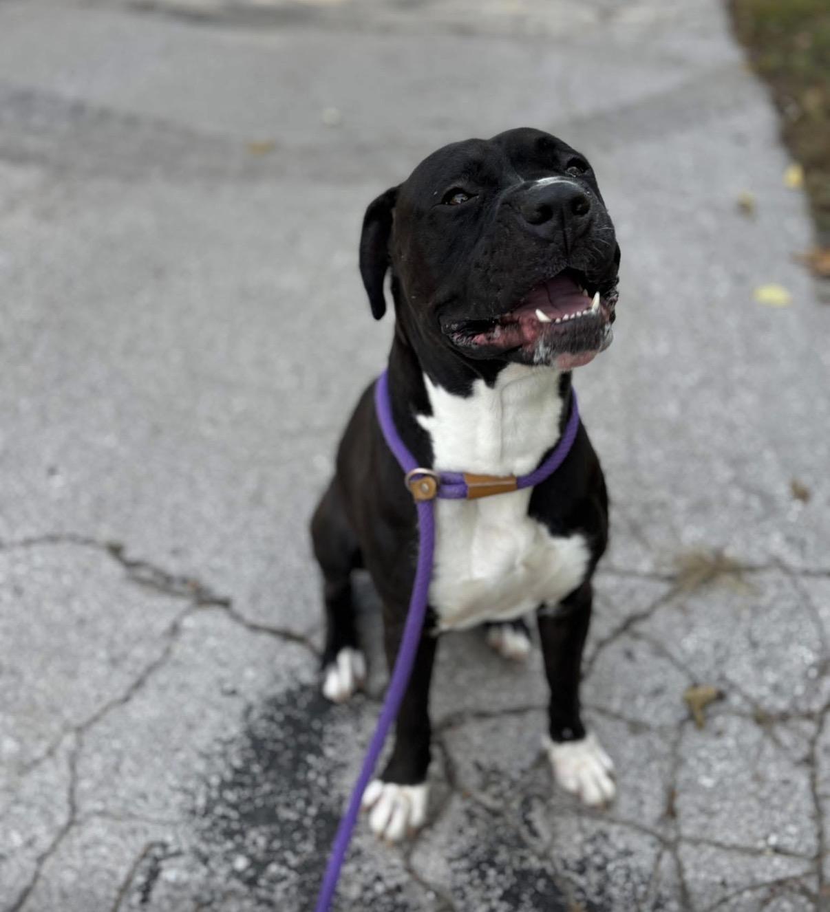Enlarge Duke, a Adoptable mixed breed in Saint Charles, MO image 1/2
