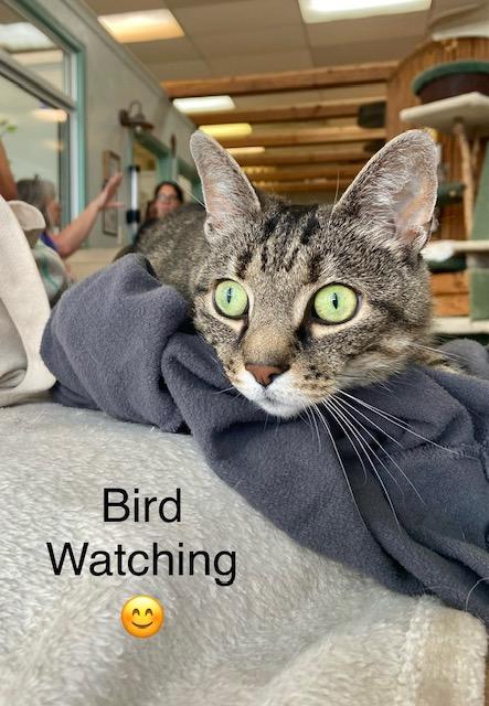 Speakeasy, Adult Female Tabby