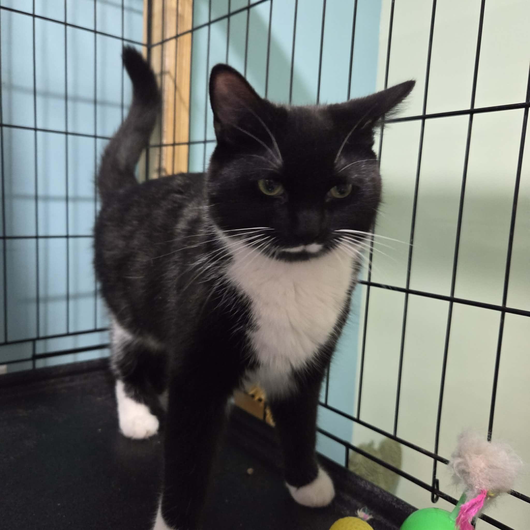 Enlarge Jovanni & Jubilee- BONDED PAIR, a Adoptable Domestic Short Hair in Woodstock, CT image 2/2