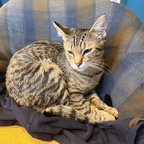 Simone, Adoptable, Young Female Domestic Short Hair.