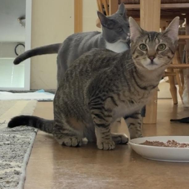 Enlarge Simone, a Adoptable Domestic Short Hair in Washougal, WA image 2/4