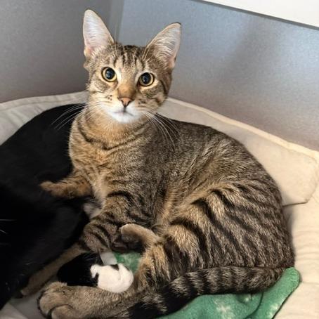 Simone, a Adoptable Domestic Short Hair in Washougal, WA image 2/6