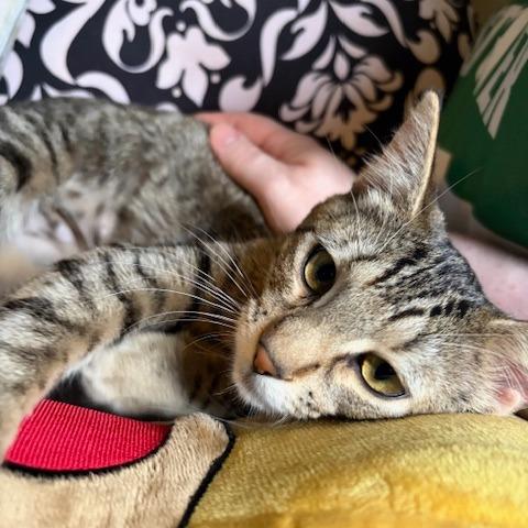 Enlarge Simone, a Adoptable Domestic Short Hair in Washougal, WA image 3/4