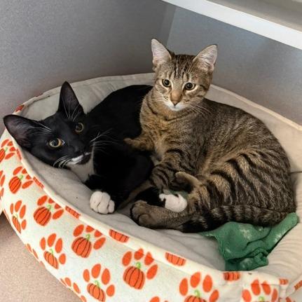 Simone, a Adoptable Domestic Short Hair in Washougal, WA image 4/6