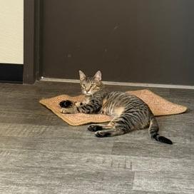 Simone, a Adoptable Domestic Short Hair in Washougal, WA image 5/6
