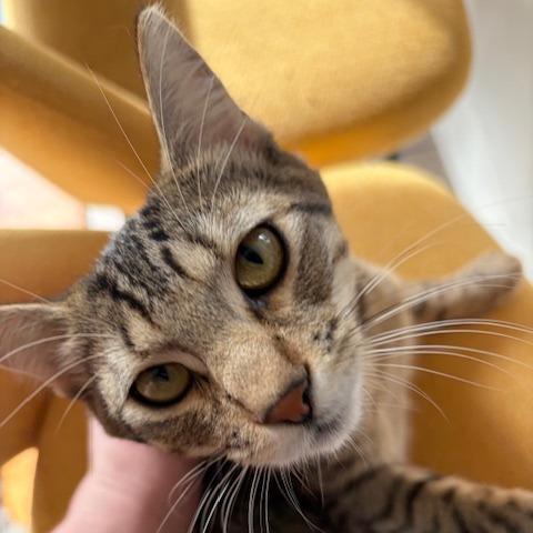 Enlarge Simone, a Adoptable Domestic Short Hair in Washougal, WA image 4/4