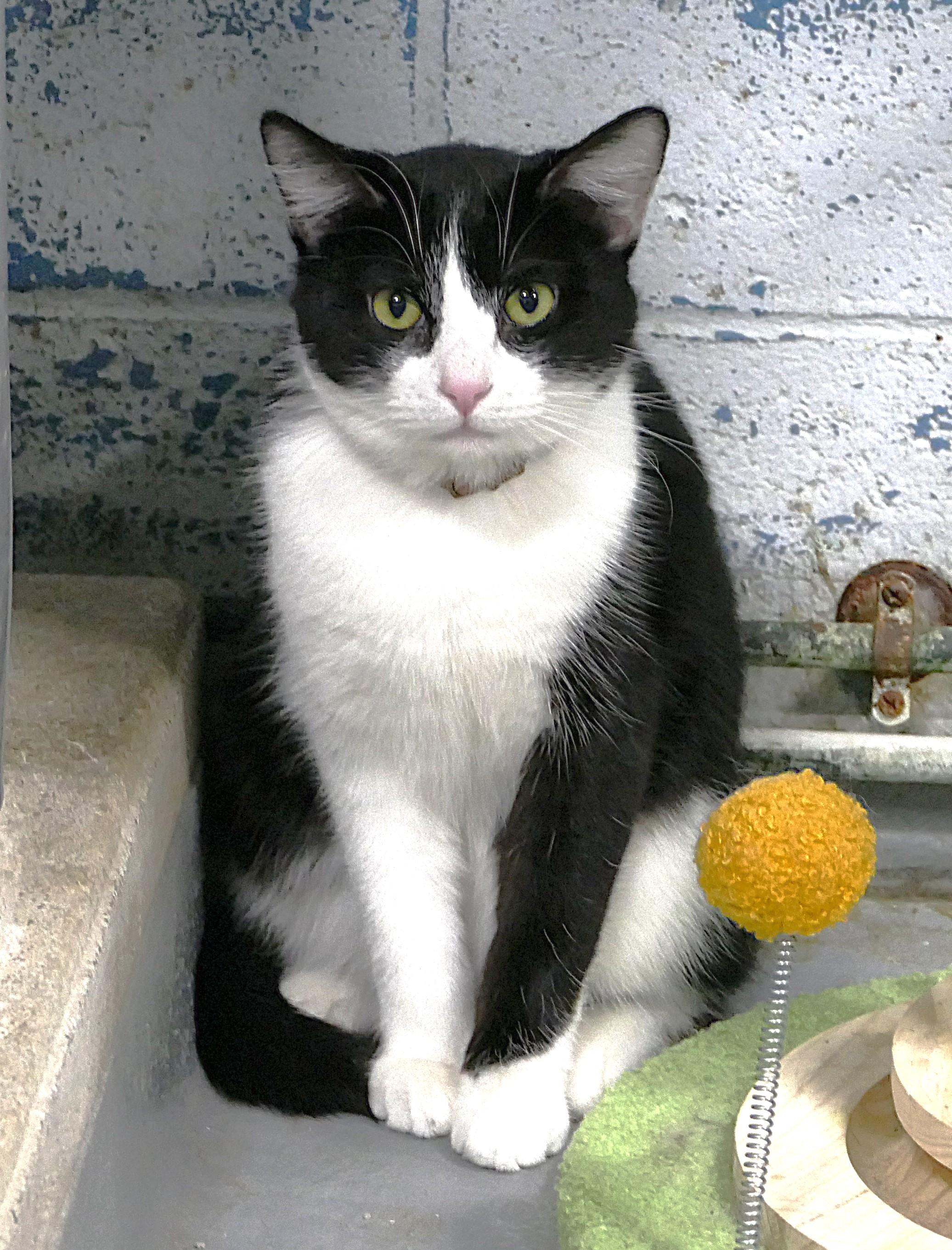 Enlarge CHIP, an adopted mixed breed in Beechbottom, WV image 1/2