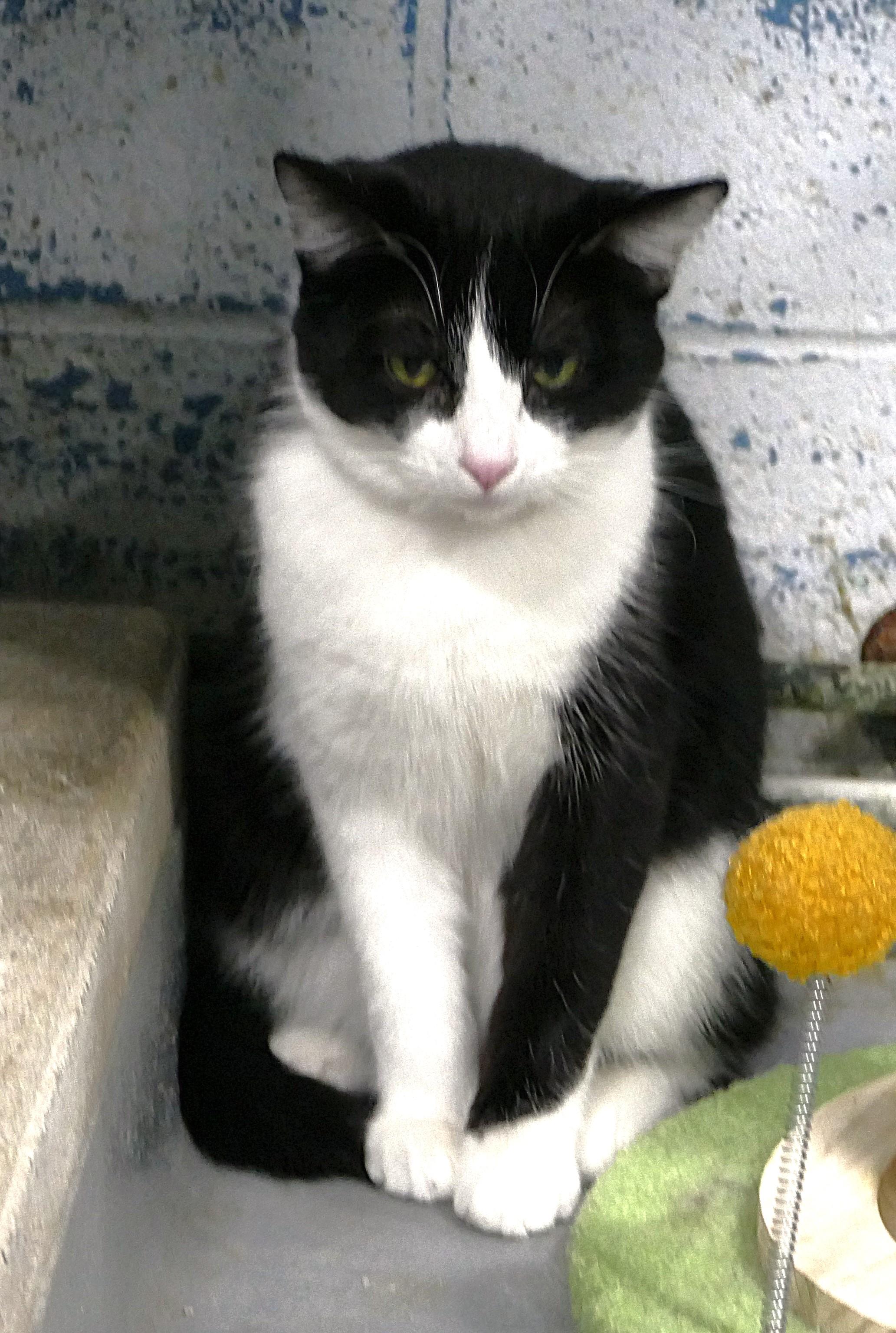 Enlarge CHIP, an adopted mixed breed in Beechbottom, WV image 2/2