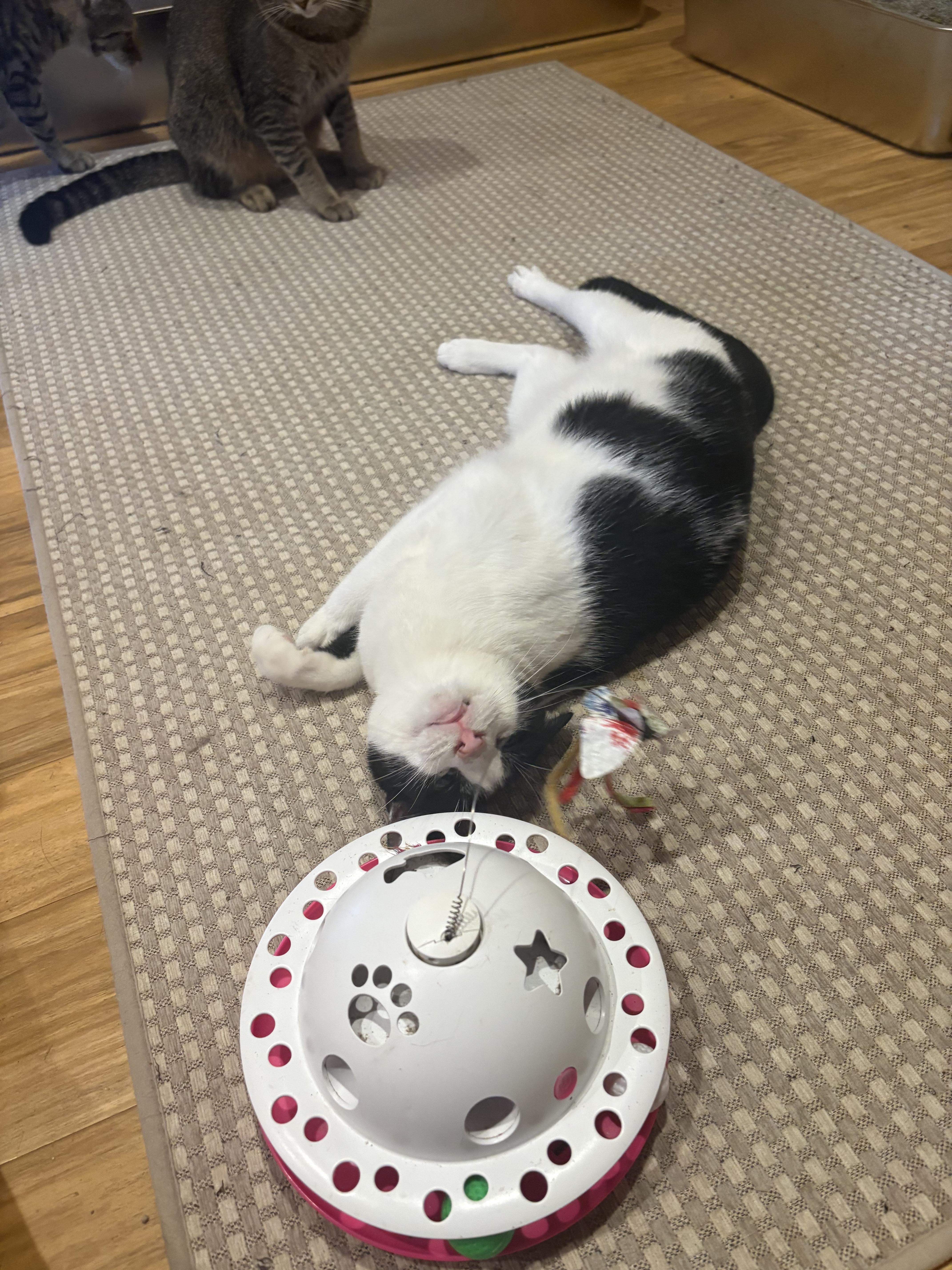 Elizabeth , an adoptable Domestic Short Hair in Richmond, VA image 2/5
