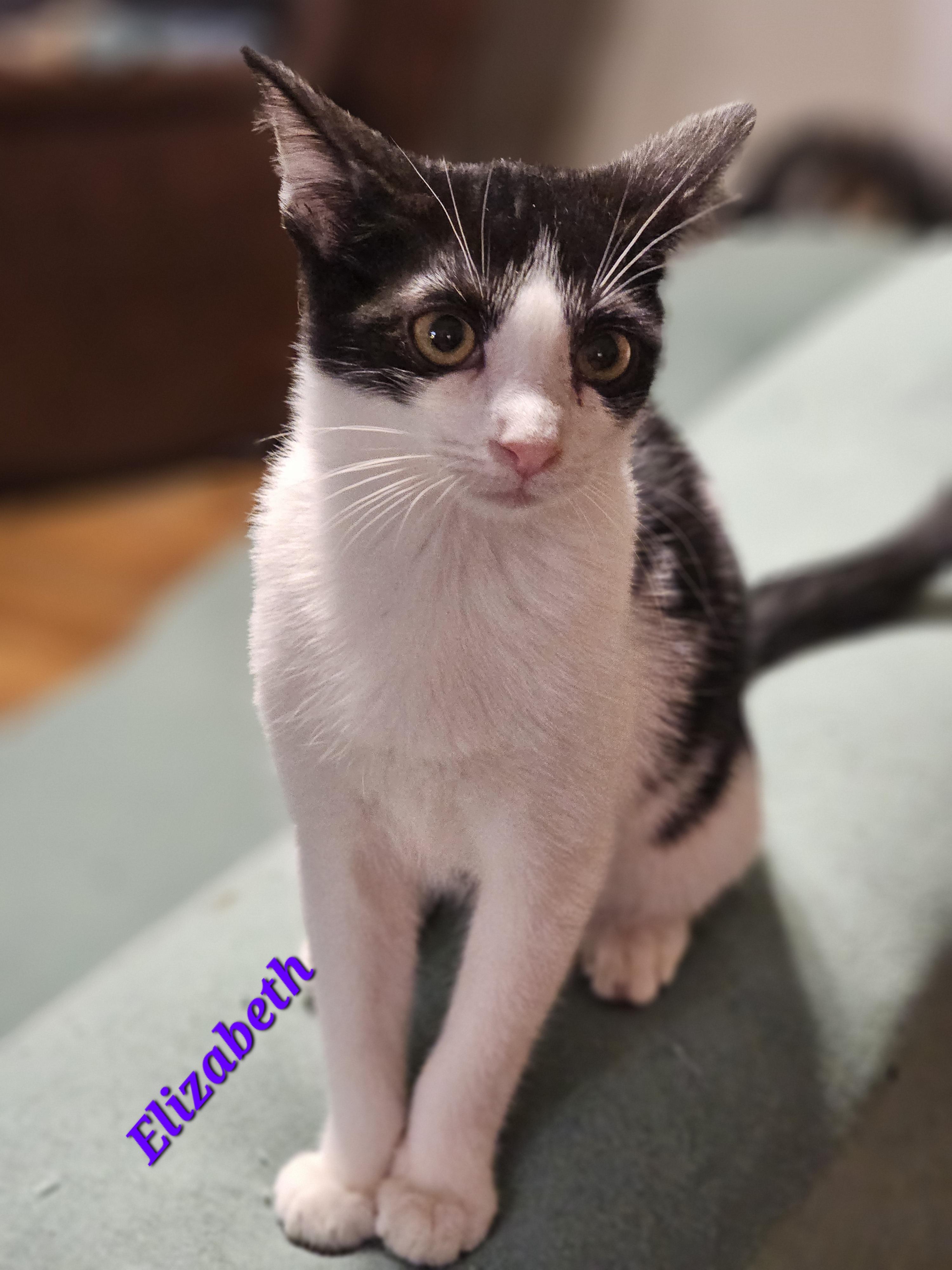 Elizabeth , adoptable, Kitten Female Domestic Short Hair.