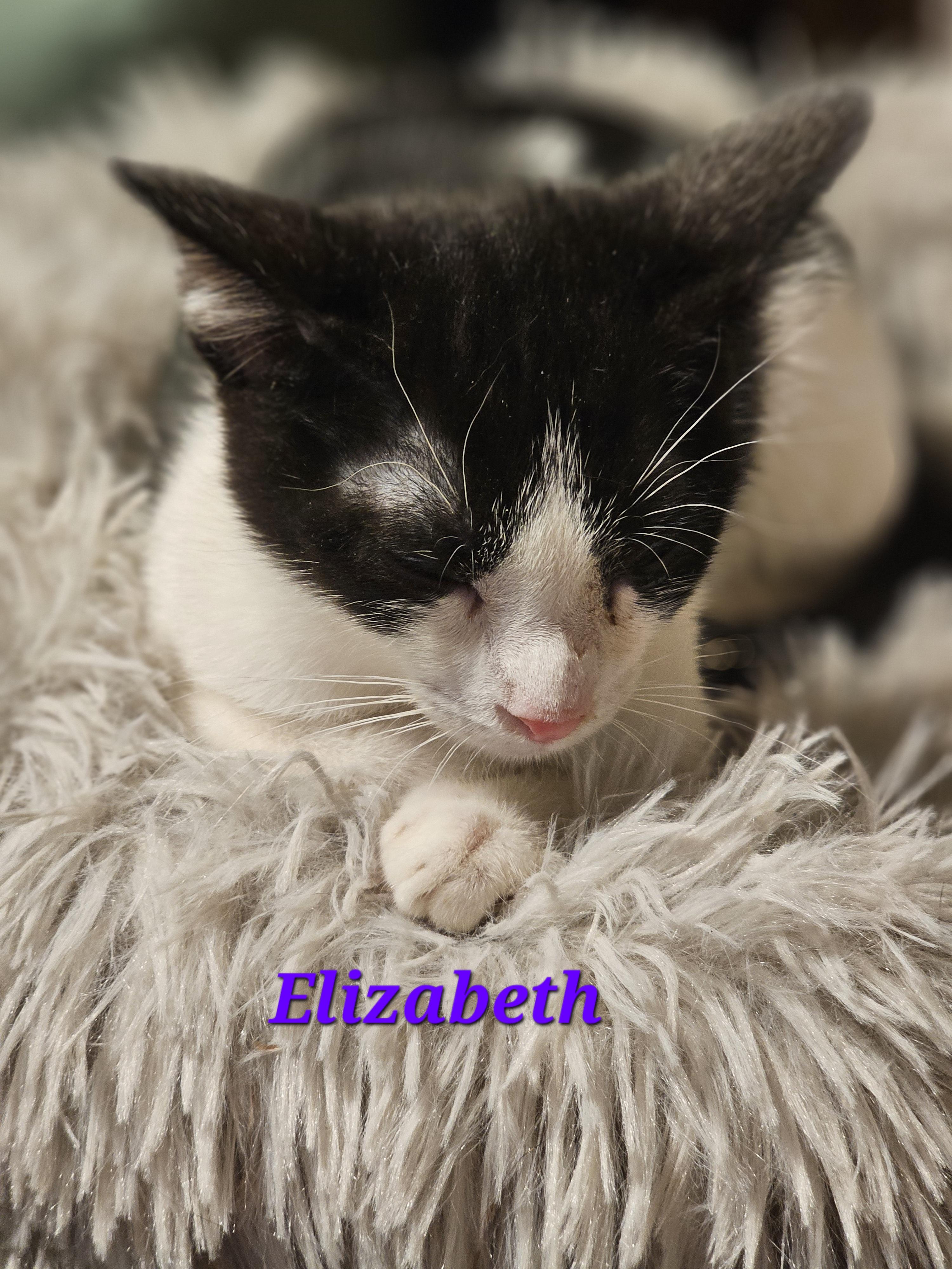 Enlarge Elizabeth , an adoptable Domestic Short Hair in Richmond, VA image 4/6